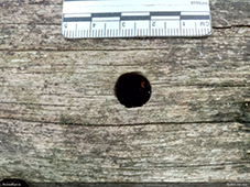 Monochamus urussovii izskreja
