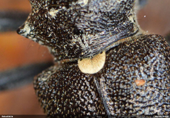 Monochamus urussovii vairodziņš