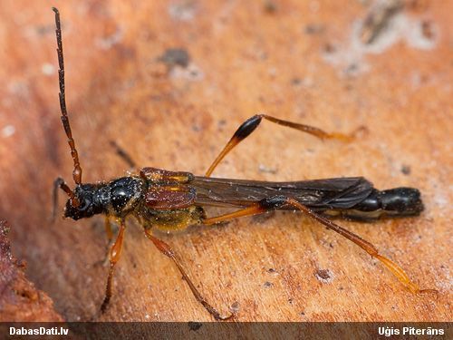 Necydalis major
