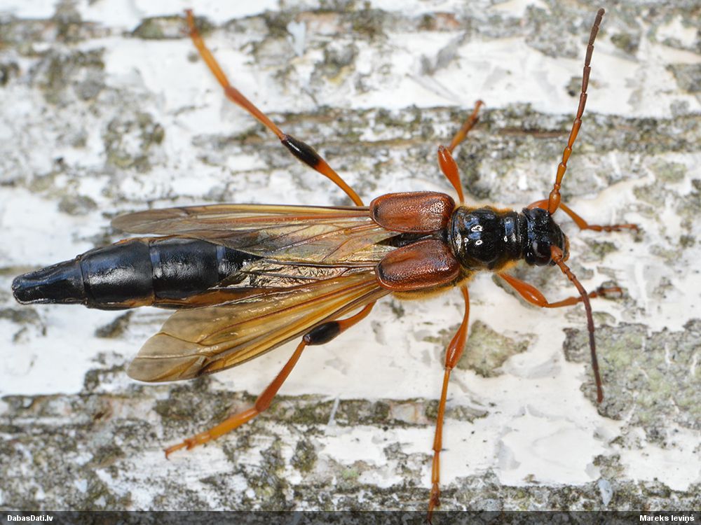 Necydalis major