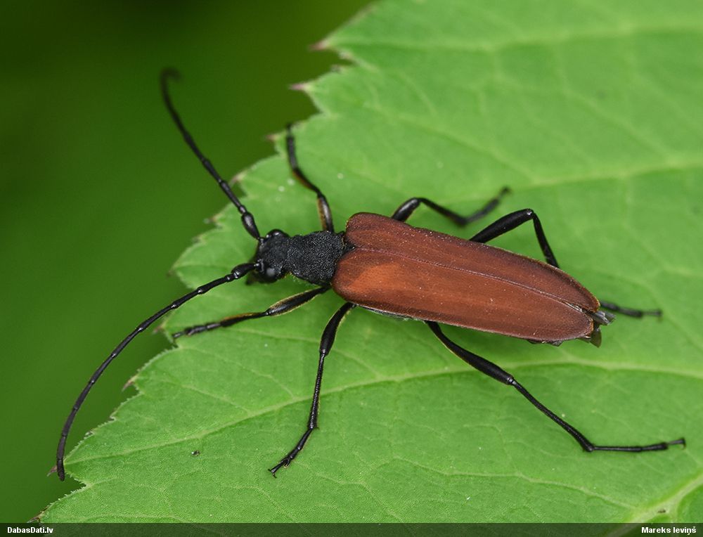 Nivellia sanguinosa