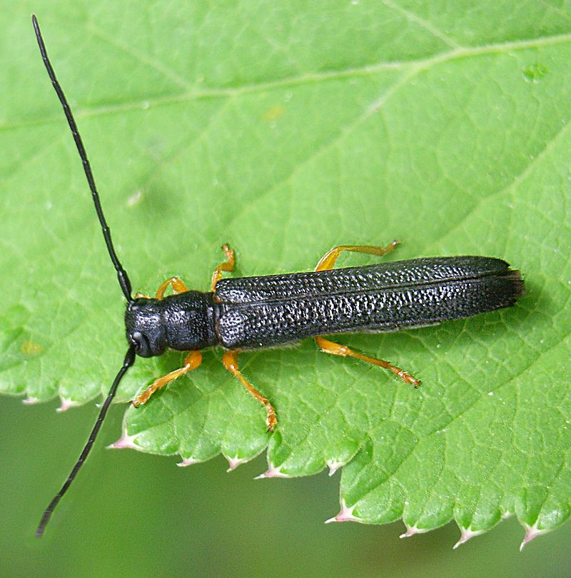 Foto: Siga/commons.wikimedia.org Oberea linearis