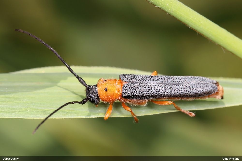 Oberea oculata