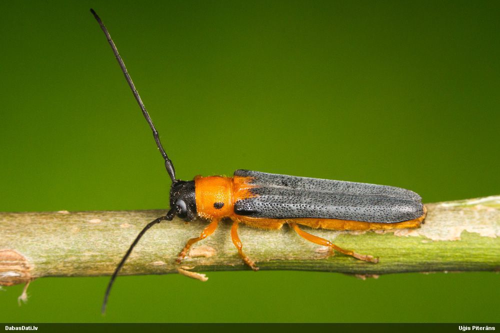 Oberea pupillata