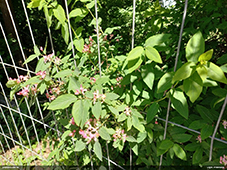 Oberea pupillata apdzīvots sausserdis