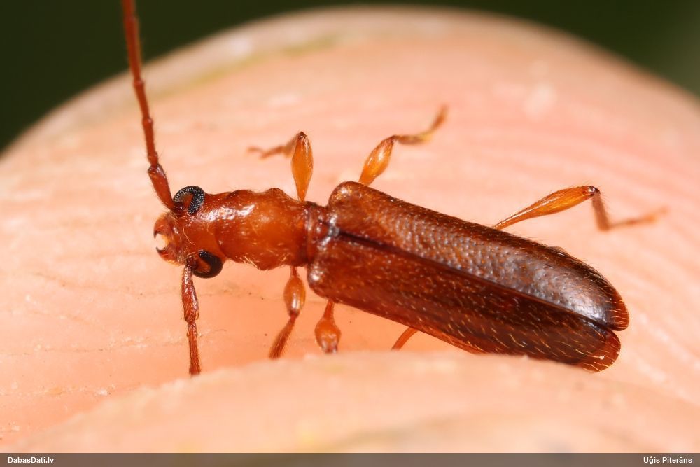 Obrium brunneum