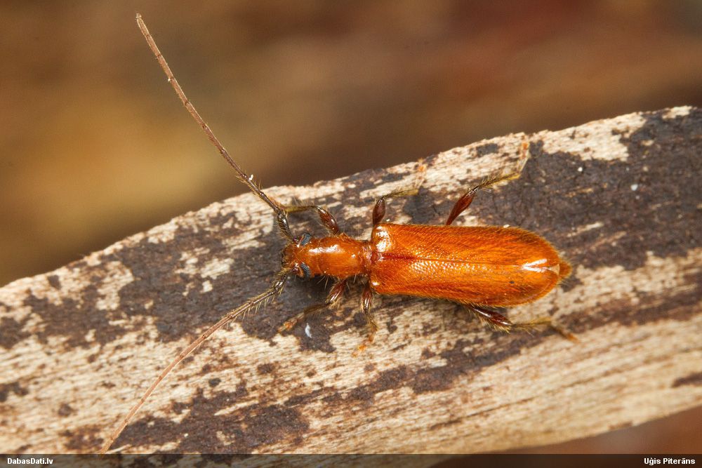Obrium cantharinum