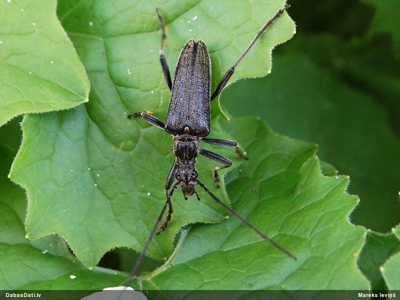 Oxymirus cursor