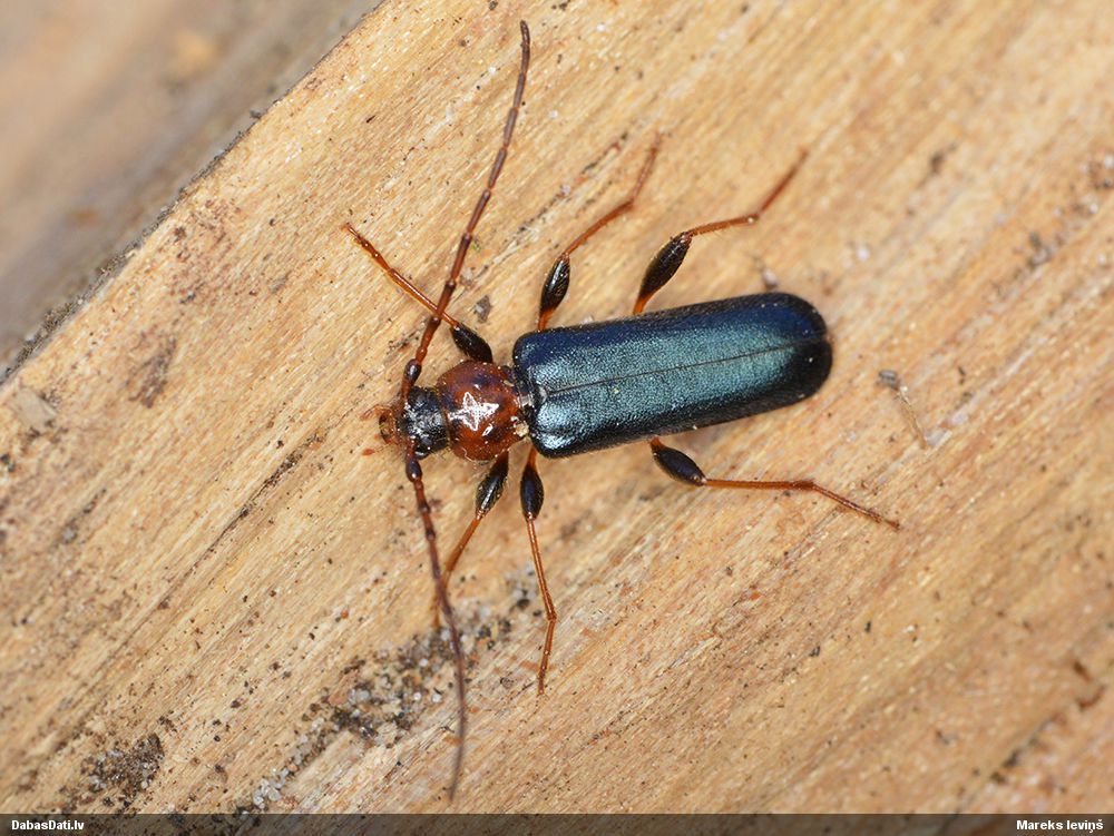 Phymatodes testaceus