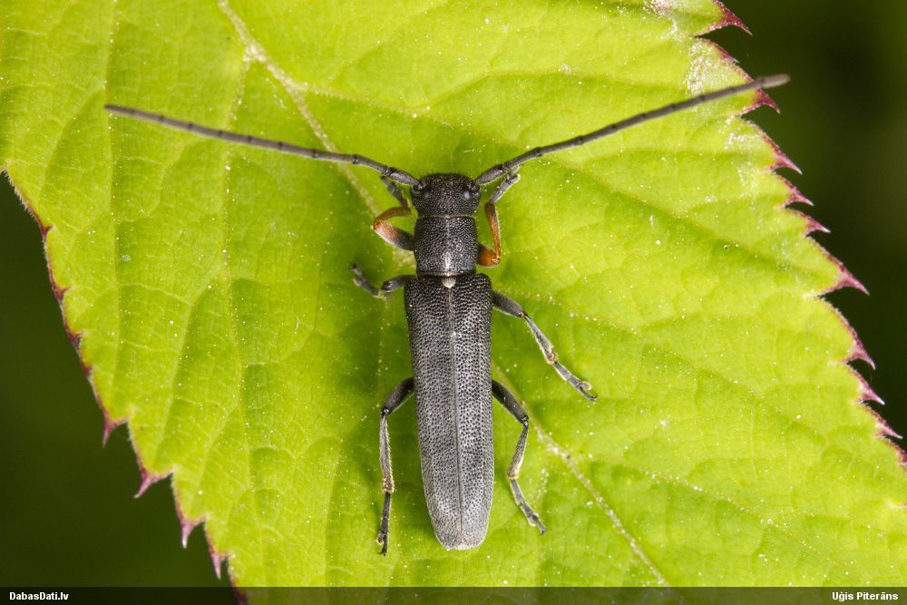 Phytoecia cylindrica