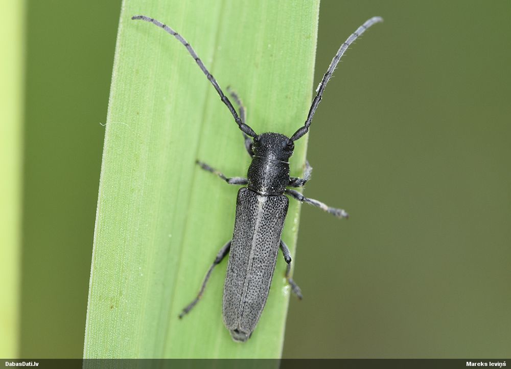 Phytoecia nigricornis
