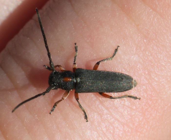 Foto: Slimguy Phytoecia pustulata