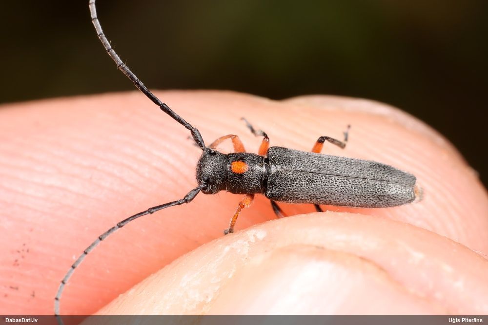 Phytoecia virgula