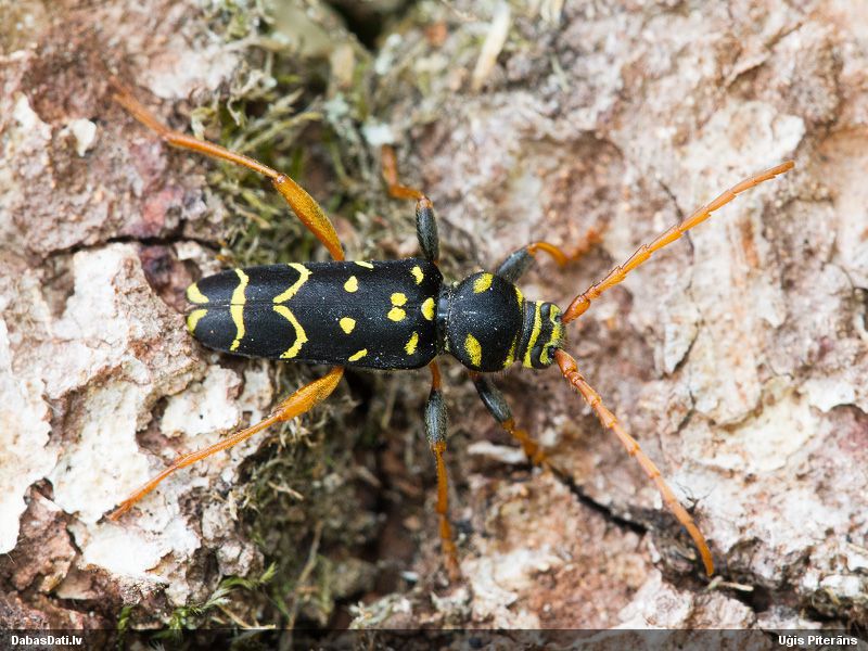 Plagionotus arcuatus