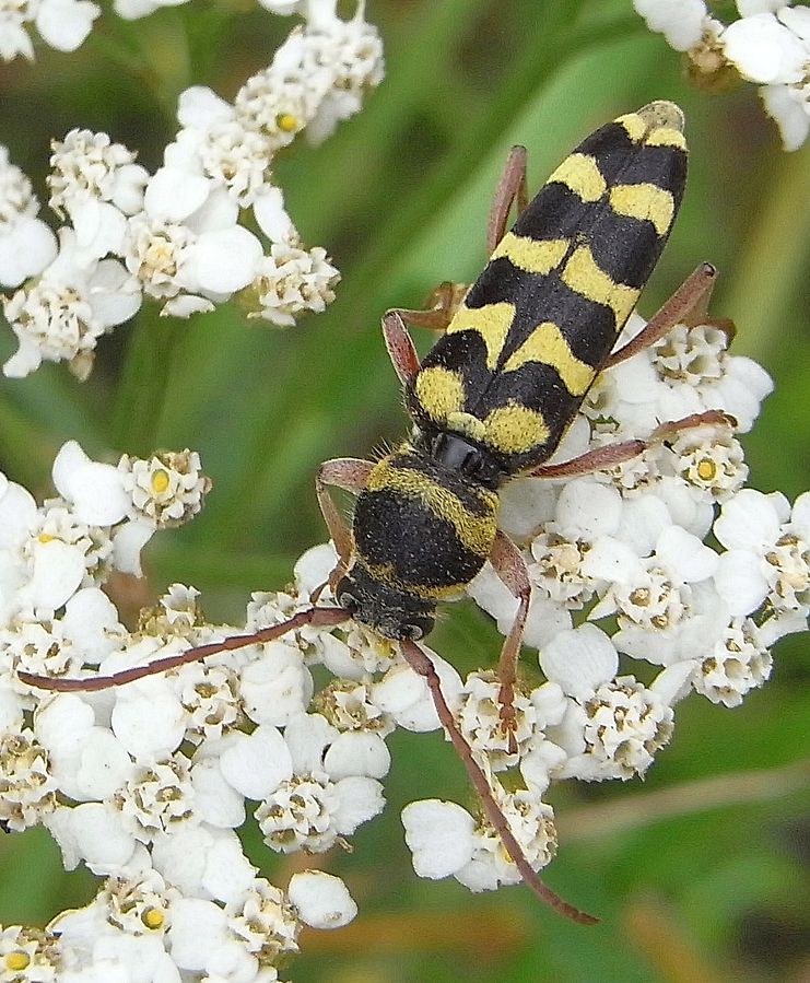 Plagionotus floralis