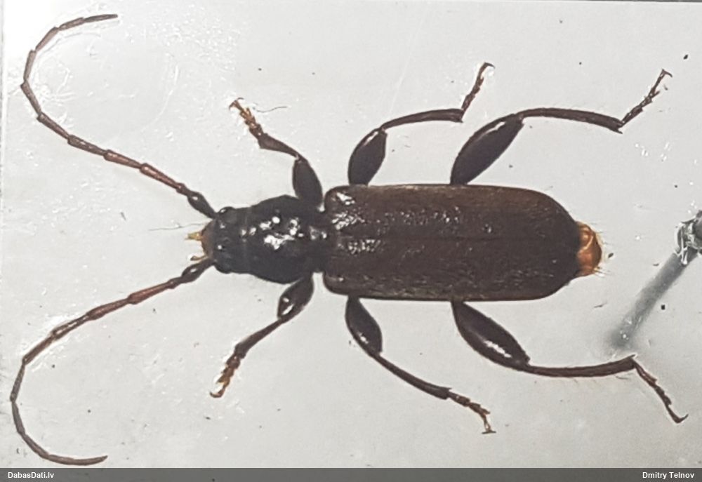Poecilium pusillum
