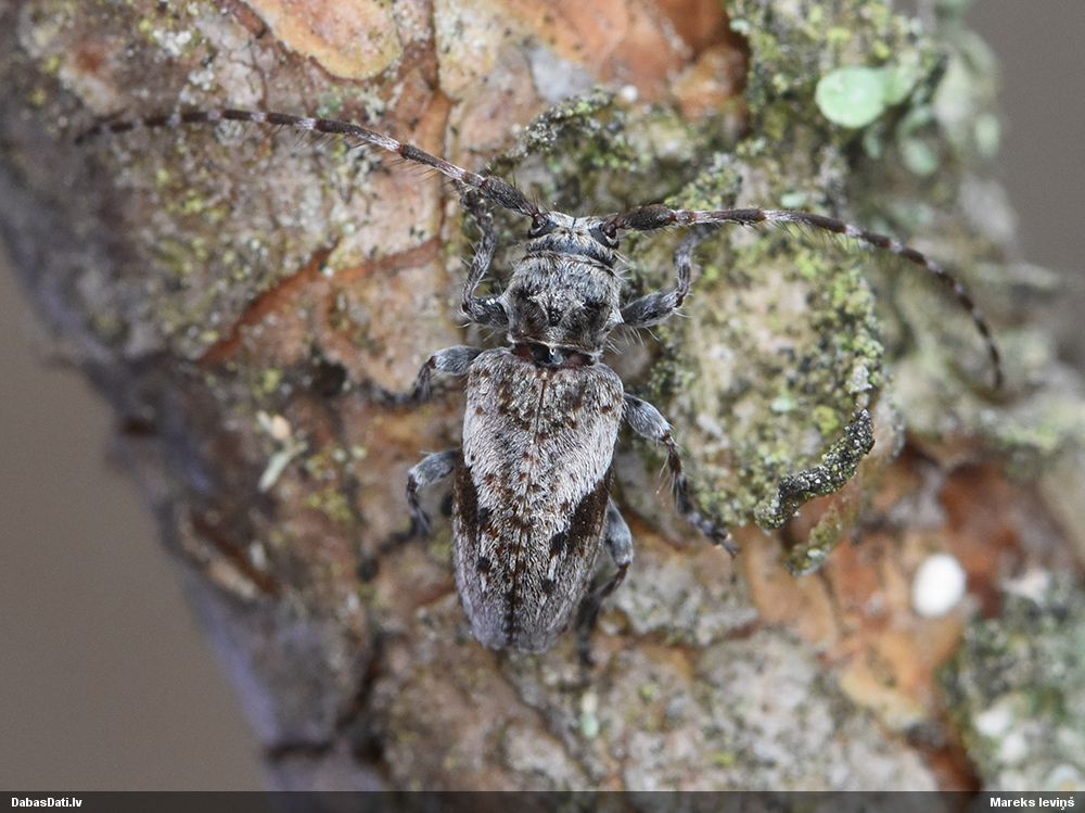 Pogonocherus decoratus