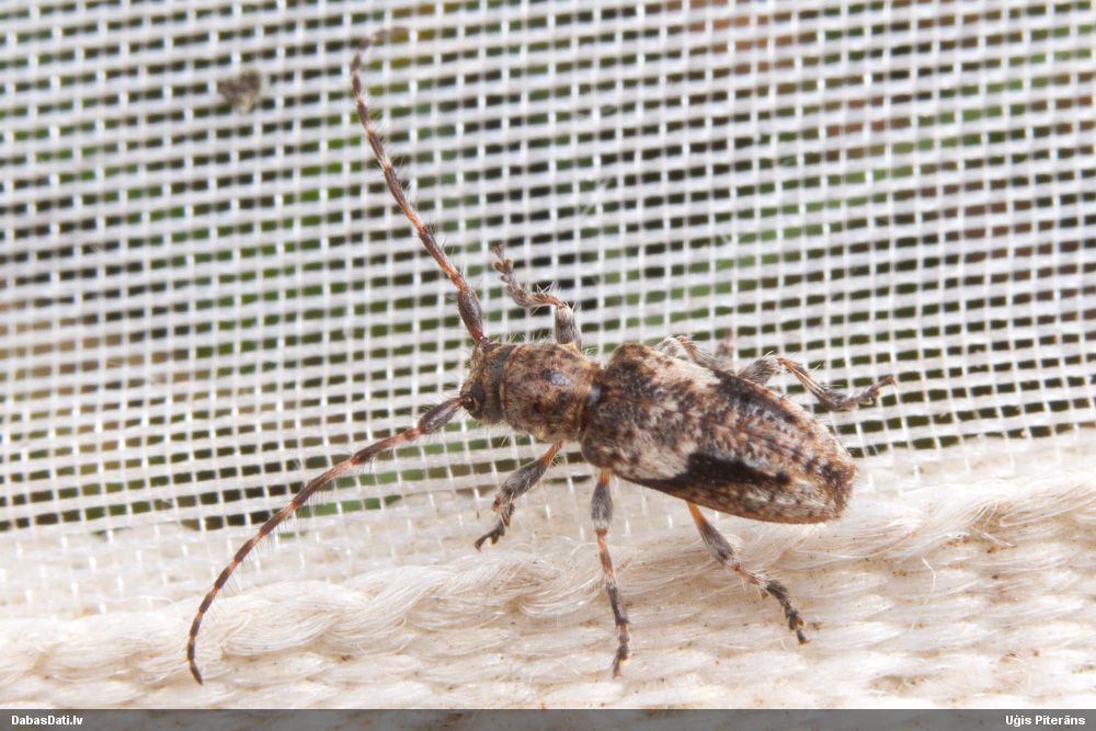 Pogonocherus decoratus