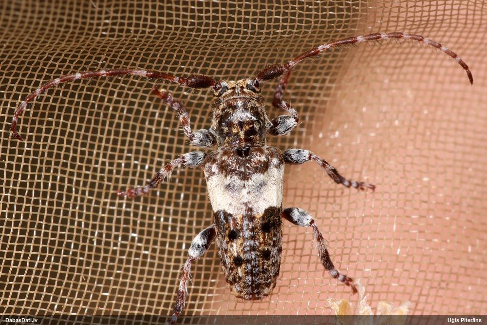 Pogonocherus fasciculatus