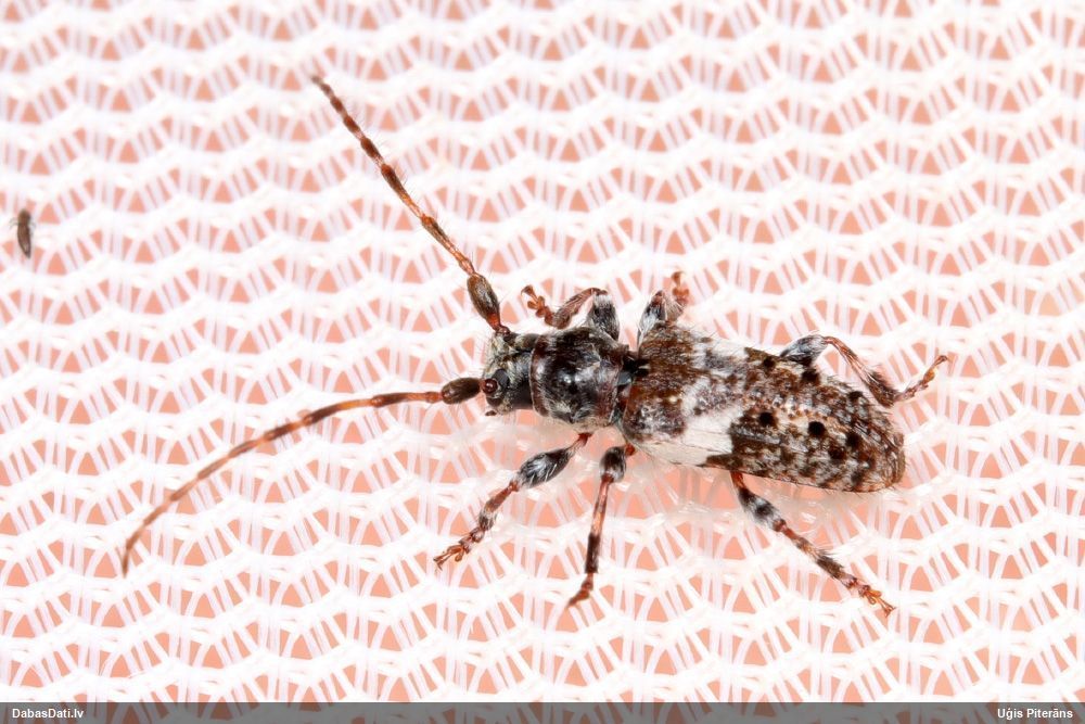 Pogonocherus fasciculatus