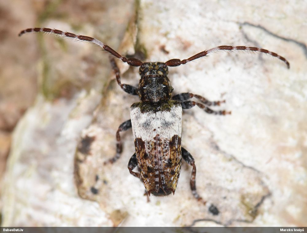 Pogonocherus hispidulus