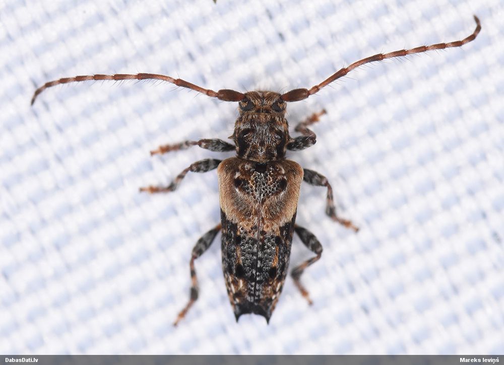 Pogonocherus hispidus