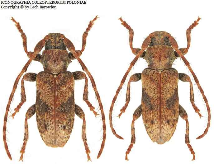 Pogonocherus ovatus