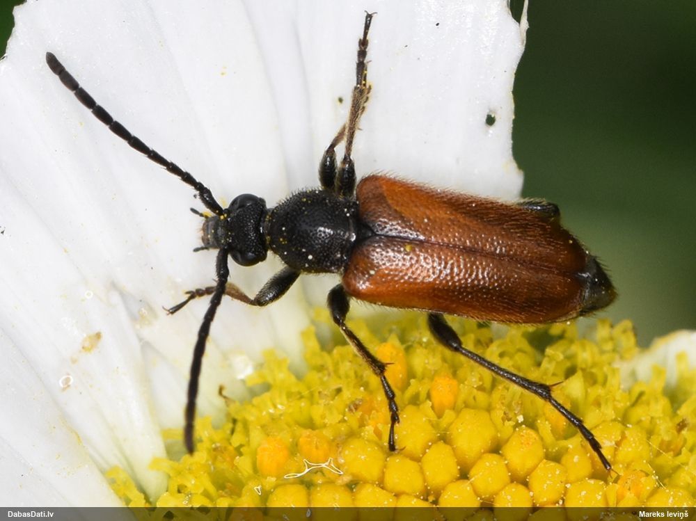 Pseudovadonia livida