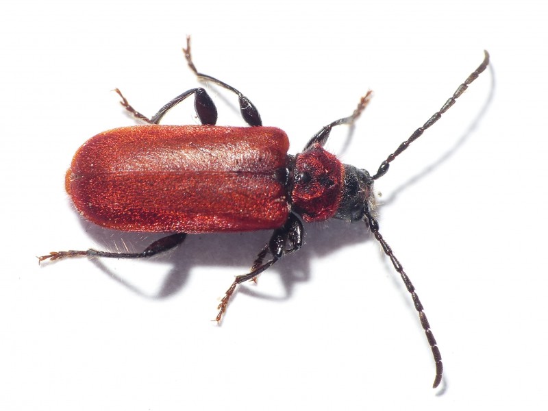 Pyrrhidium sanguineum