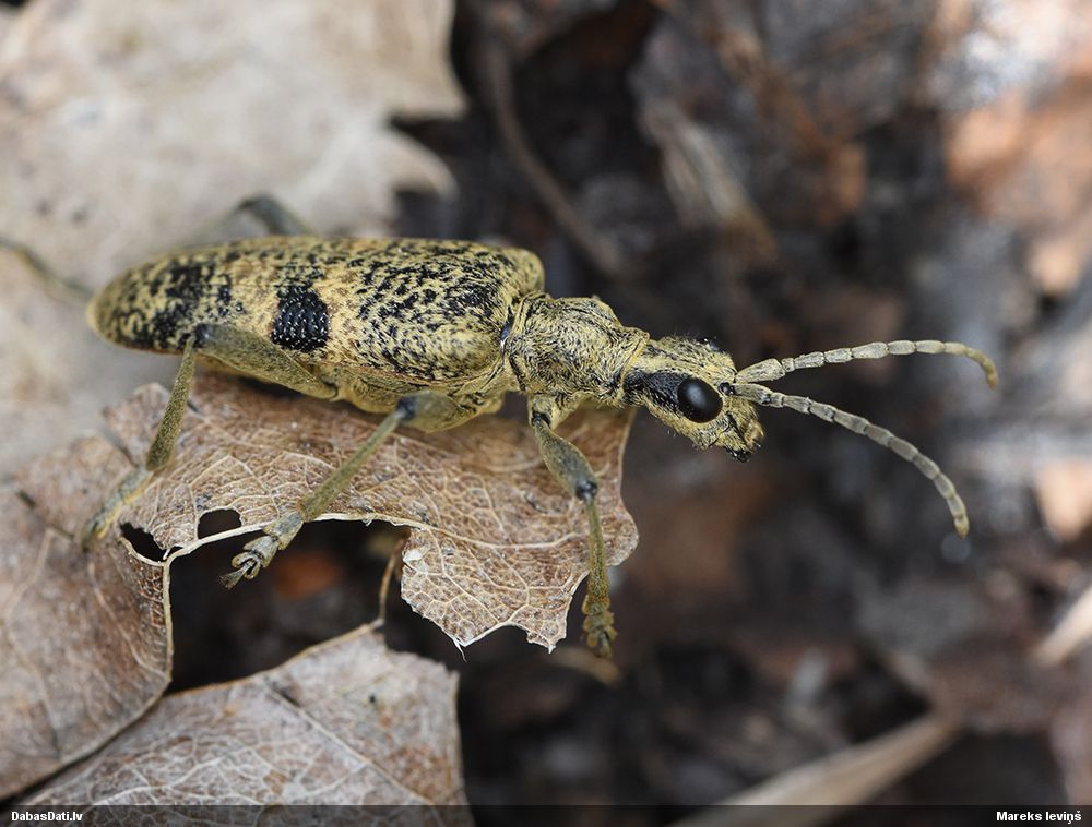 Rhagium mordax