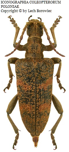 Rhagium sycophanta
