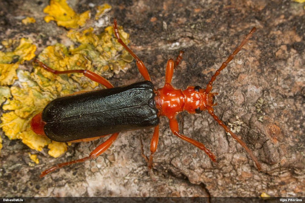 Rhamnusium bicolor