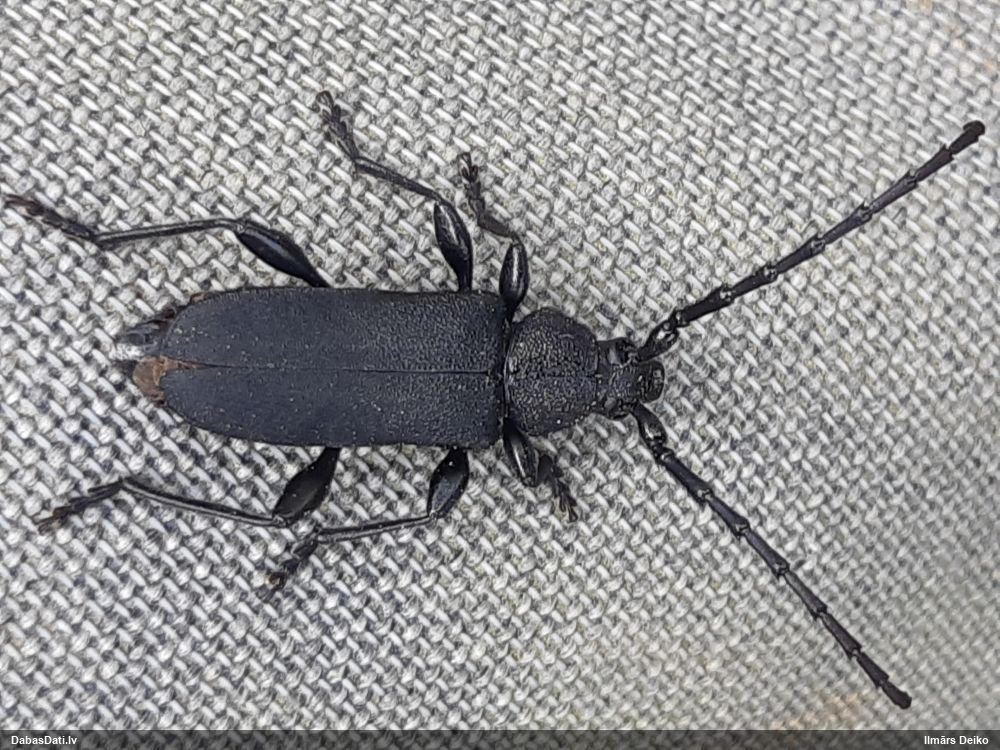 Ropalopus clavipes