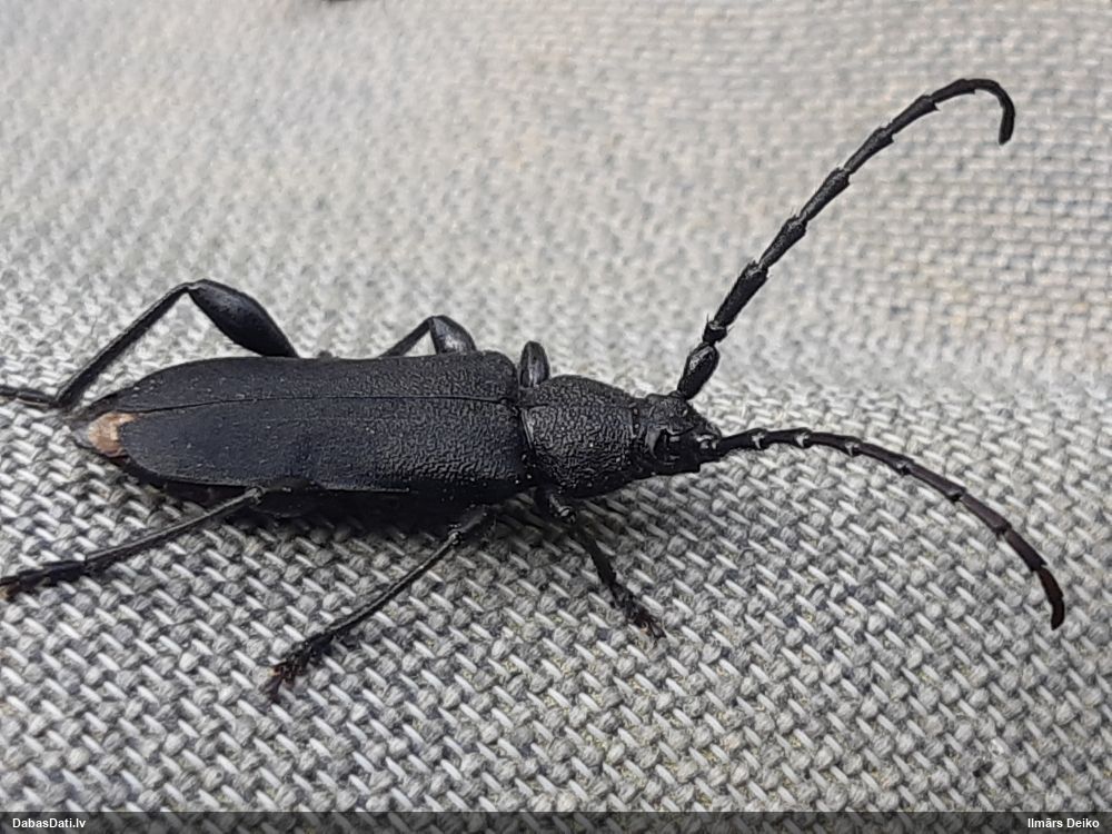 Ropalopus clavipes