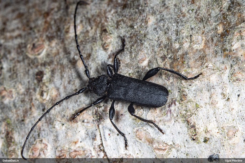 Ropalopus macropus