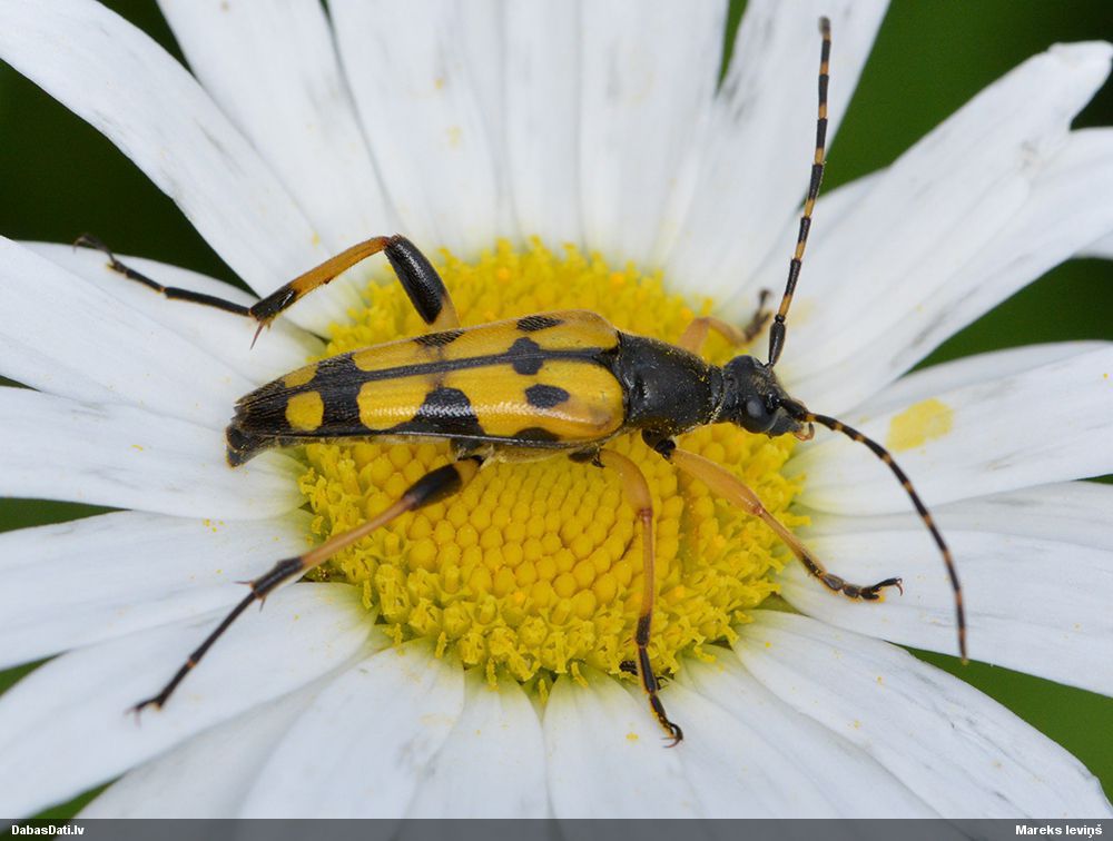 Rutpela maculata