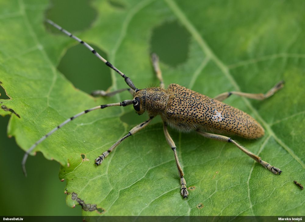 Saperda carcharias