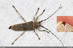 Saperda carcharias