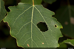 Saperda carcharias grauzums uz apses lapas