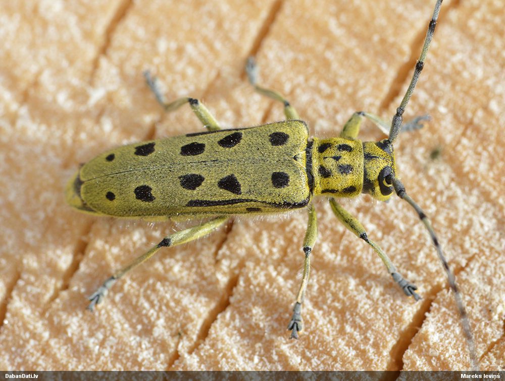 Saperda perforata