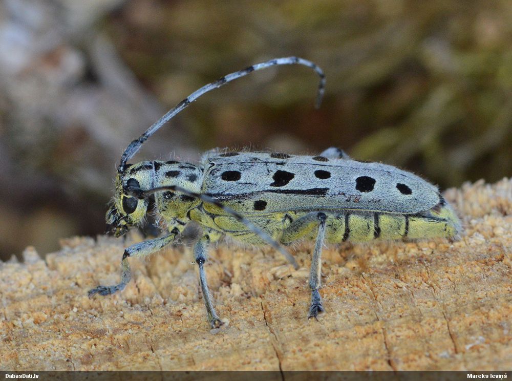 Saperda perforata