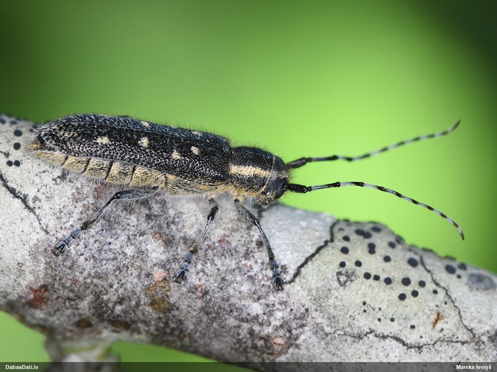 Saperda populnea