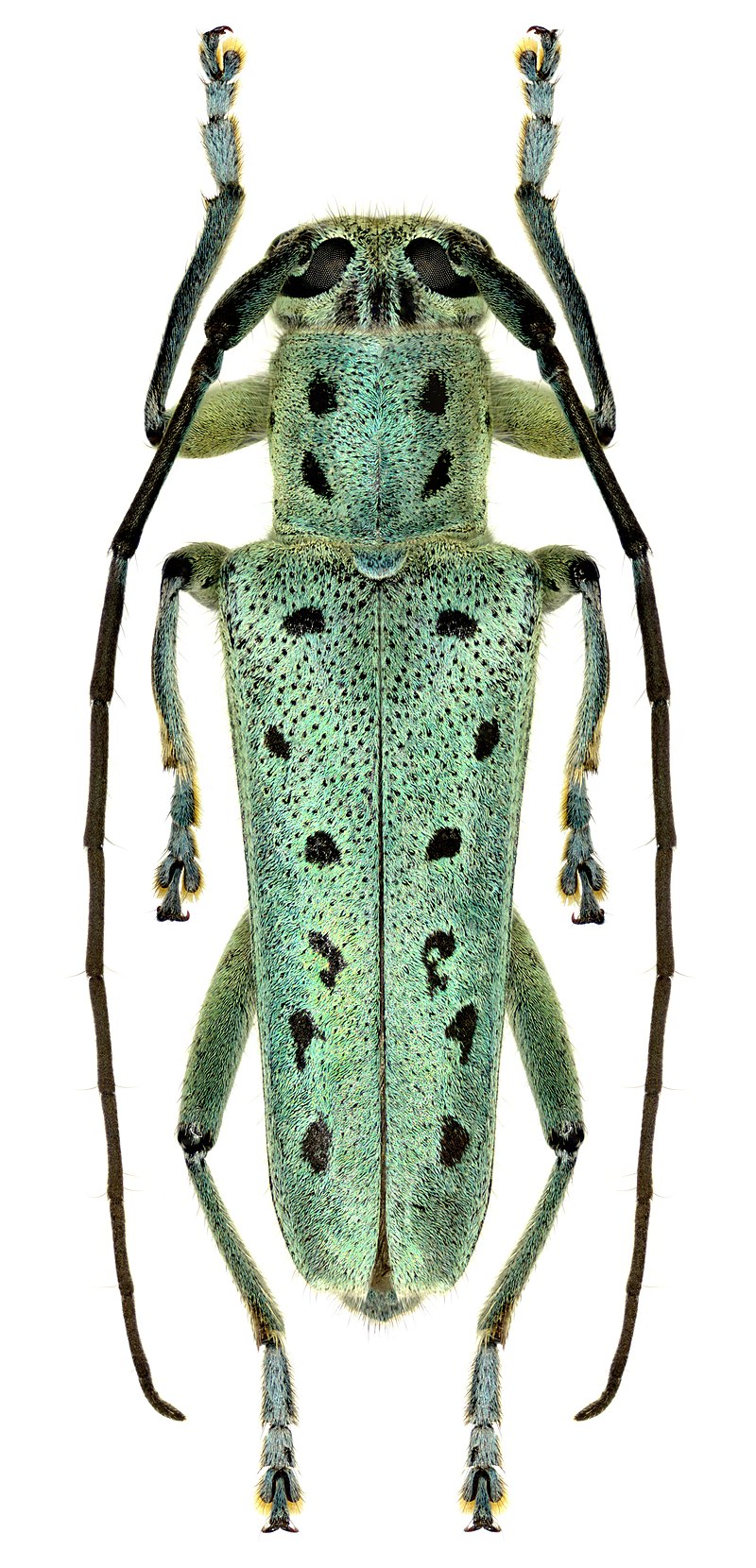 Foto: Gubin Olexander Saperda punctata