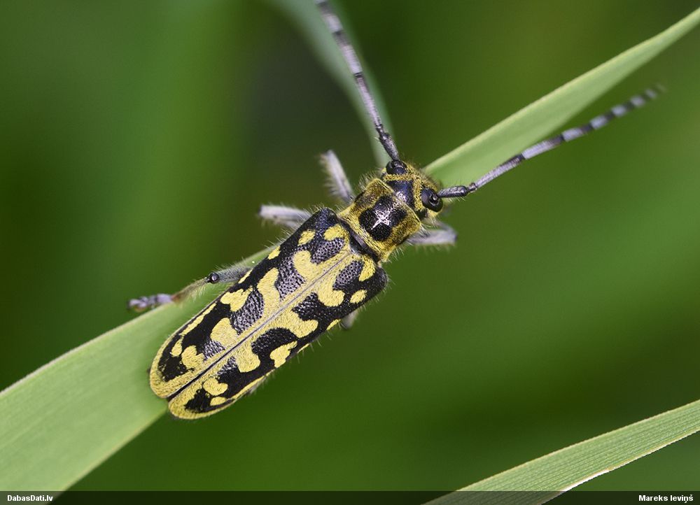 Saperda scalaris