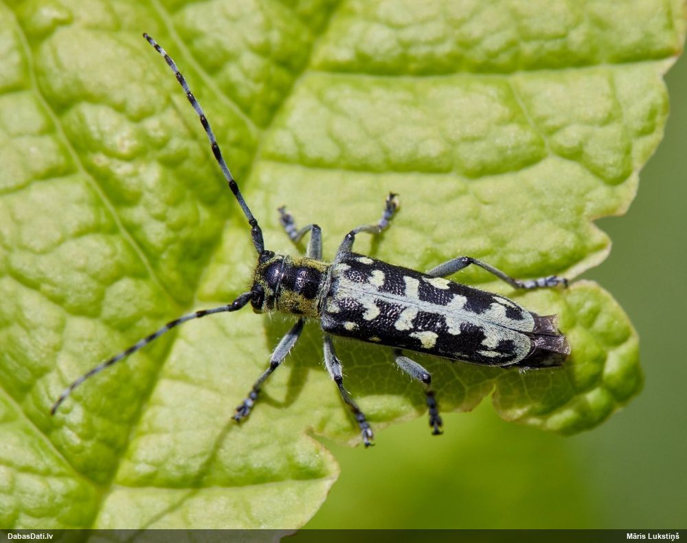 Saperda scalaris