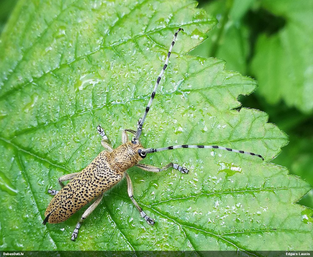 Saperda similis
