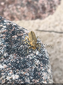 Saperda similis