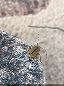 Saperda similis