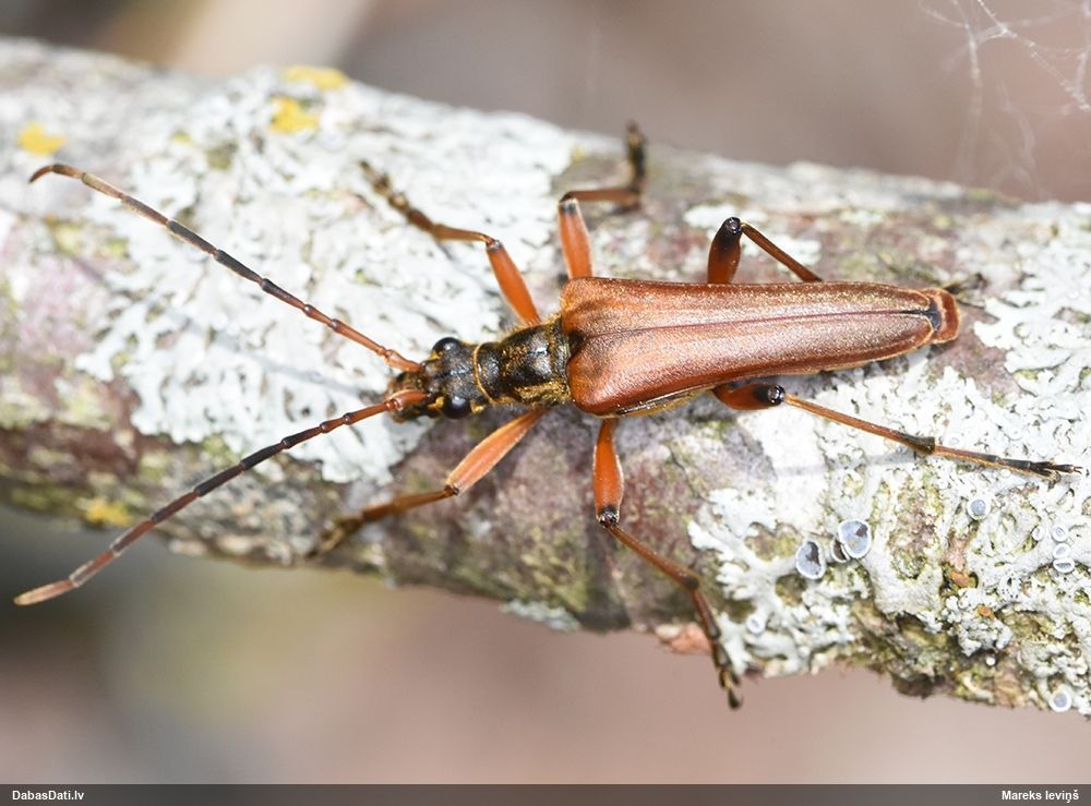 Stenocorus meridianus