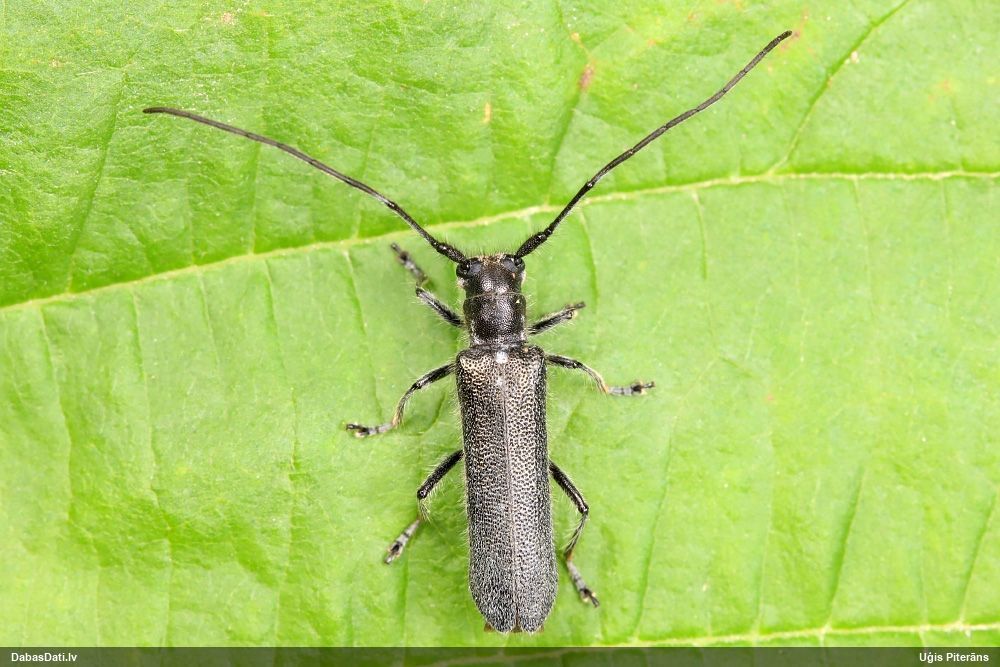 Stenostola dubia